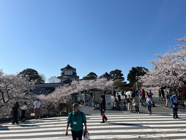 石川門と桜の花