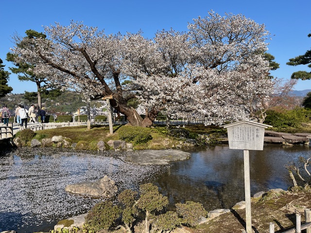 雁行橋と満開の桜