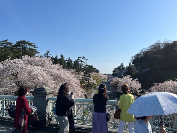 石川橋と満開の桜の花