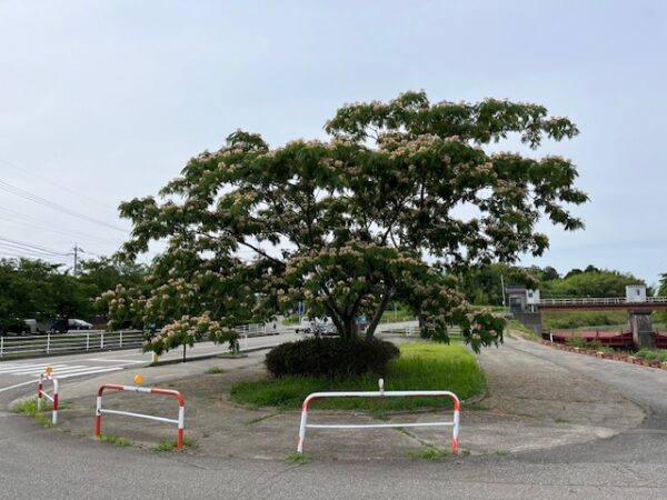 通勤路にあるかほく市の合歓の木