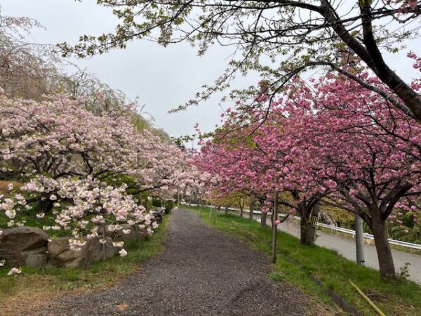 古永建設しだれ桜園の八重桜