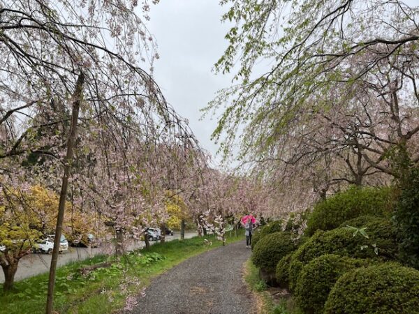 古永建設しだれ桜園のしだれ桜